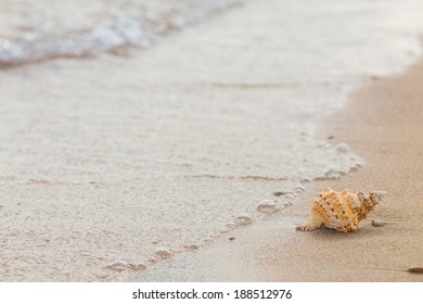 Shell on a sandy beach. summer photo