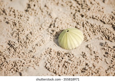 shell on sea beach