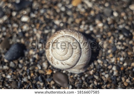 Similar – Foto Bild Muschelchen Strand klein