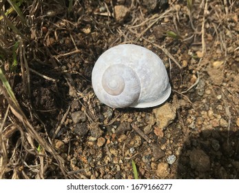 Shell outside on the ground