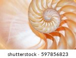 shell pearl nautilus Fibonacci section spiral pearl symmetry cross golden ratio shell fibonacci structure growth close up mother pearl spiral ( pompilius nautilus) - stock photo coral shell tones