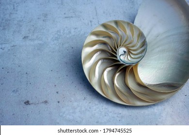 Nautilus Shell Hd Stock Images Shutterstock