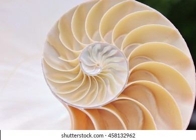 2,676 Sea shell section Images, Stock Photos & Vectors | Shutterstock