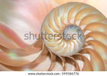 shell pearl nautilus Fibonacci section spiral pearl symmetry cross golden ratio shell fibonacci structure growth close up mother pearl spiral shell pompilius nautilus - stock photo coral shell tone