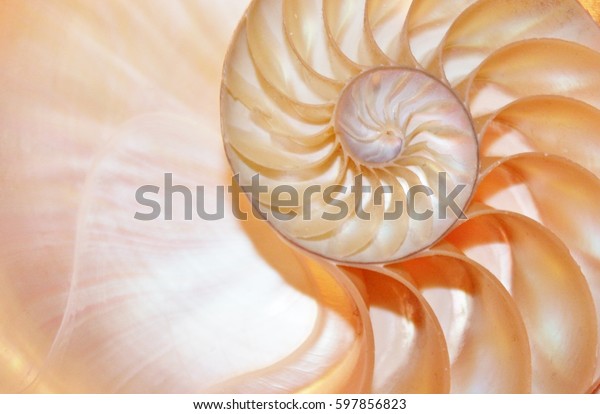 shell pearl nautilus Fibonacci section spiral pearl\
symmetry cross golden ratio shell fibonacci structure growth close\
up mother pearl spiral ( pompilius nautilus) - stock photo coral\
shell tones