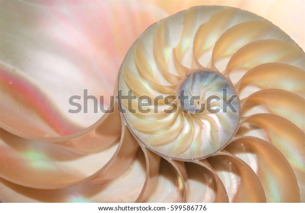 Shell Pearl Nautilus Fibonacci Section Spiral Stock Photo Edit Now