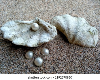 Shell Pearl Shells Pearls Sand Shell Stock Photo 1192370950 | Shutterstock