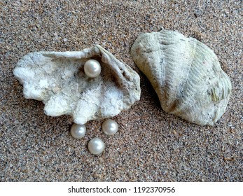 Shell Pearl Shells Pearls Sand Shell Stock Photo 1192370956 | Shutterstock