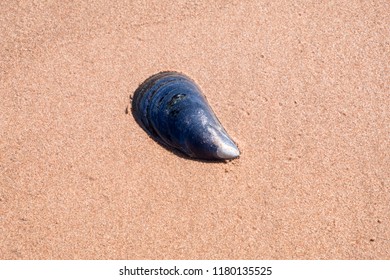 22 Pei mussels Images, Stock Photos & Vectors | Shutterstock