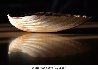 shell with reflection