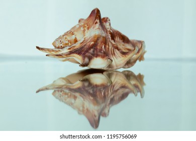 shell in reflection