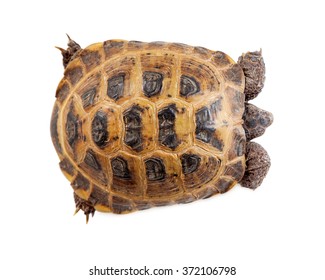 Shell Of A Russian Tortoise - View From Above