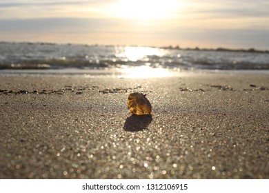 The shell in the sand.