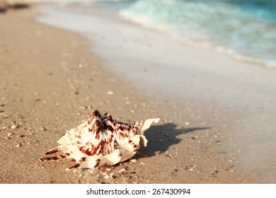 A shell in the sand on the beach