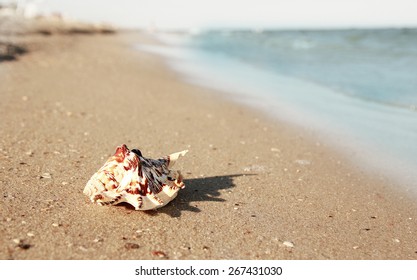 a shell in the sand on the beach