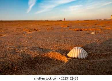 Shell in the sand at sunset