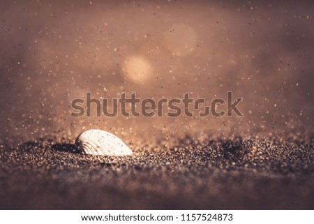 shell in a sandstorm
