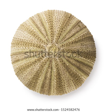 Shell of sea hedgehog of rounded shape isolated on white background. Top view