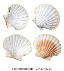 Shell, sea scallop shells set isolated on white background. Aquatic wildlife animal, seashell. Mollusk, marine bivalve molluscs. Various Scallops sea shell top view, gourmet food, Pectinidae. 