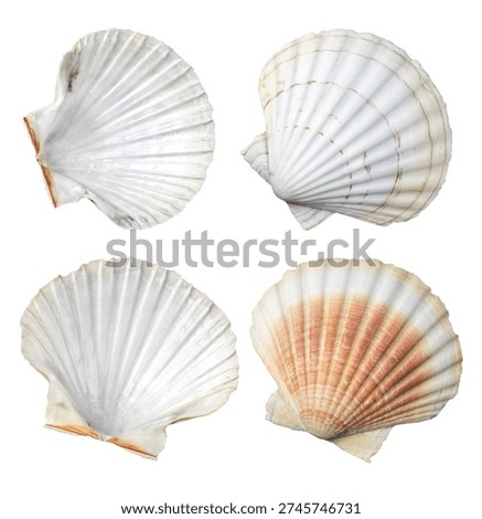Shell, sea scallop shells set isolated on white background. Aquatic wildlife animal, seashell. Mollusk, marine bivalve molluscs. Various Scallops sea shell top view, gourmet food, Pectinidae. 