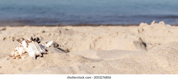 The Shell Of The Sea Snail Against The Background Of Sand And Blue Sea