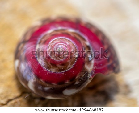 
shell of sea snail containing red color. close-up. fibonacci golden ratio
