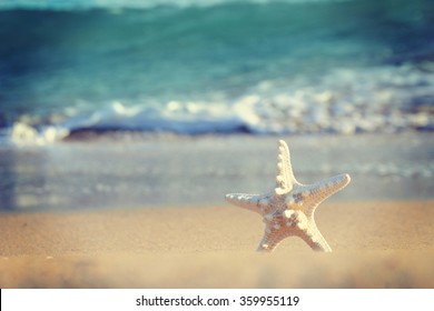 Shell Sea Star