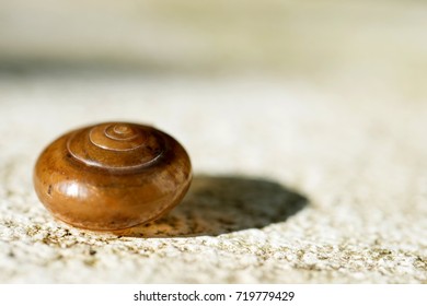 Shell snail