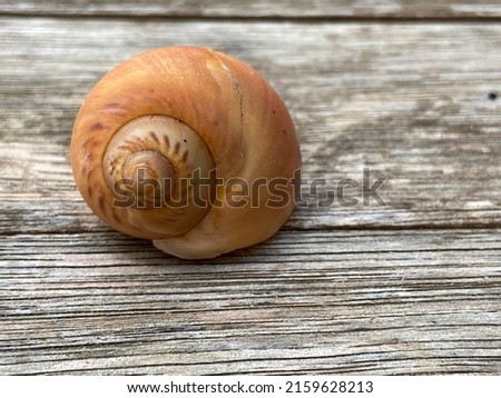 shell of snail on wooden background with copy space behind snail shell