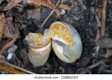 Shell Snails During Copulation In The Garden.