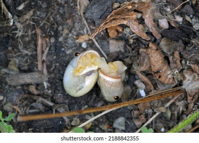 Shell Snails During Copulation In The Garden.