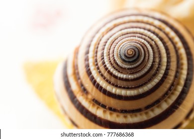 Shell spiral texture close-up, background