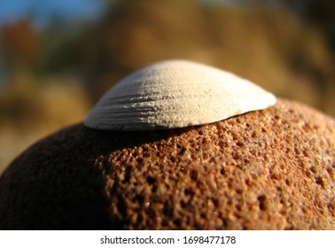 shell in the sun on the beach
