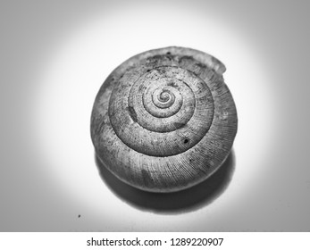 Shell surface in the background