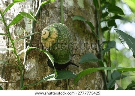 Shell surface view of an endemic giant land snail (Acavus phoenix) is slowly walking on a coconut tree trunk
