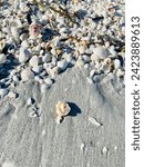 Shell Treasures on Sanibel Island Florida