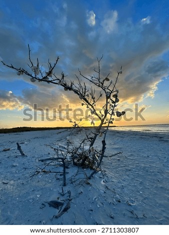 Shell Tree on Shell Key 