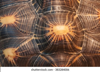 shell turtle as a texture