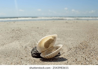 Shell Upon a Coastline for Background