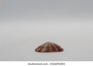 The shell of a volcano limpet (Diodora sp)- diodora aspera isolated on a white background 