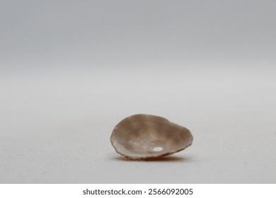 The shell of a volcano limpet (Diodora sp)- diodora aspera isolated on a white background 