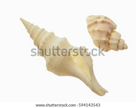 Shell in White Background