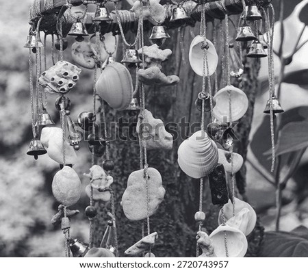Shell Windchime Rustic Hanging Closeup.