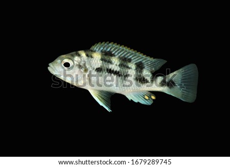 The shell-dweller on isolated black background. Neolamprologus, Lamprologus, Lepidiolamprologus are Tanganyika Shell Dweller cichlids, an African cichlids in Cichlidae family.
