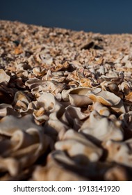 The Shellfish Beach On The Kap Verde