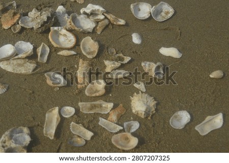 The shellfish are easily skewered on a white plate, both sides having the same white surface.