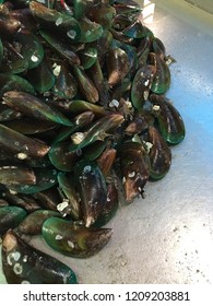 Shellfish or Molluse