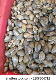 Shellfish and Molluse