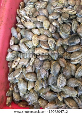 Shellfish and Molluse