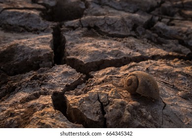 Shellfish on cracked earth
